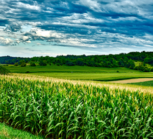 row crops of corn