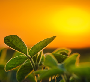 soybean plants