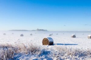 rolled hay in snowy field
