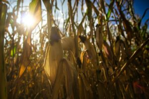 corn stalks