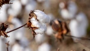 cotton bolles
