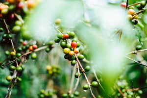 Coffee plants