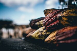 row of whole cocoa pods